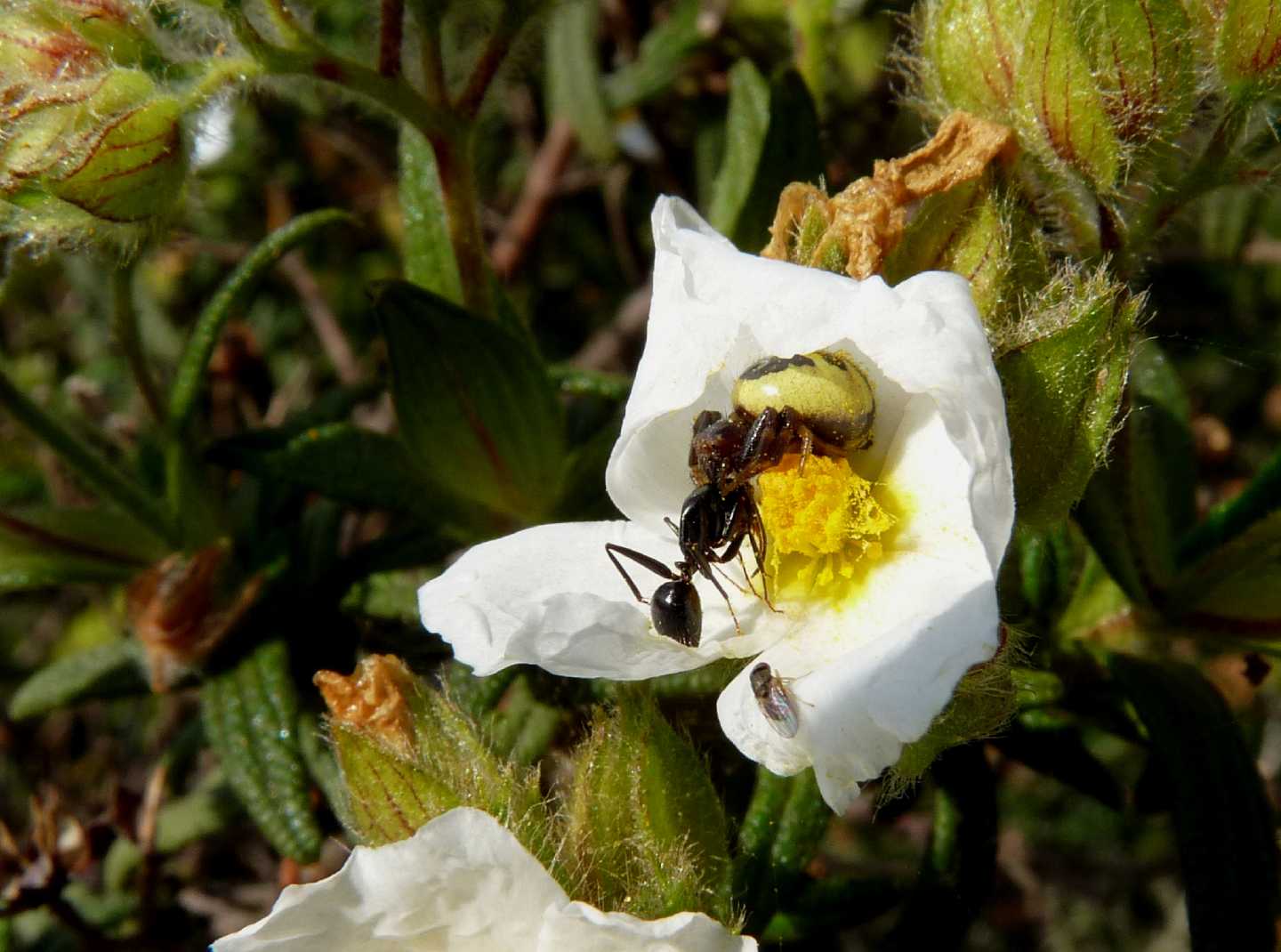 Moschine opportuniste - Milichiidae, Desmometopa sp.